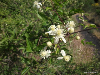 Pietra Barca